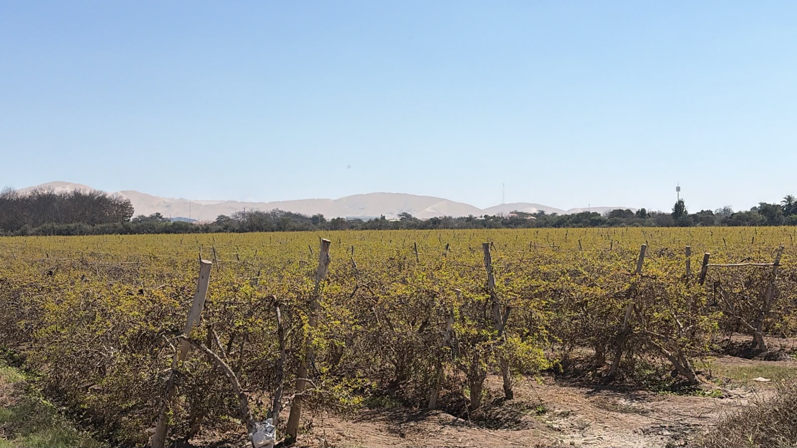 Vista panorámica del campo