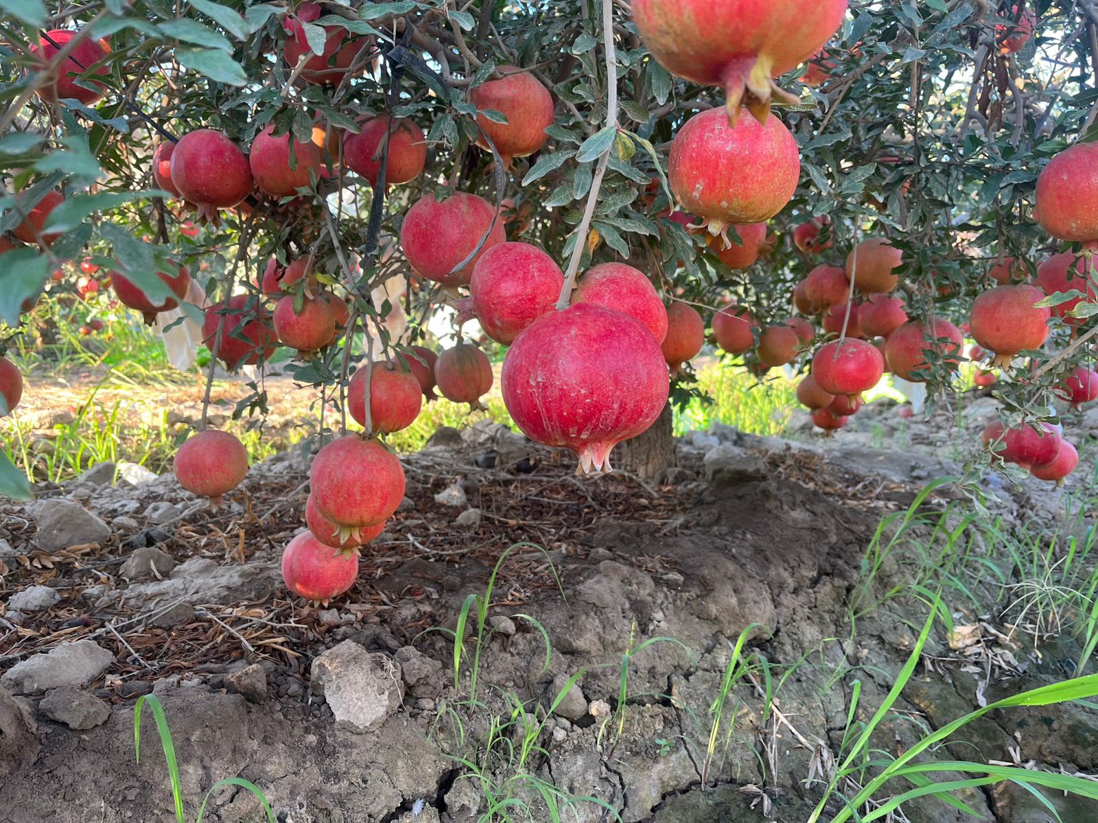 Granadas en el árbol
