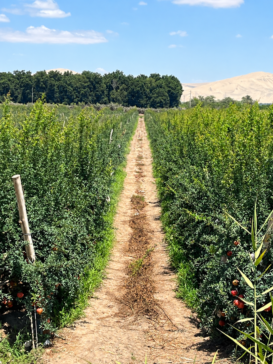Línea de plantas de granado en el campo